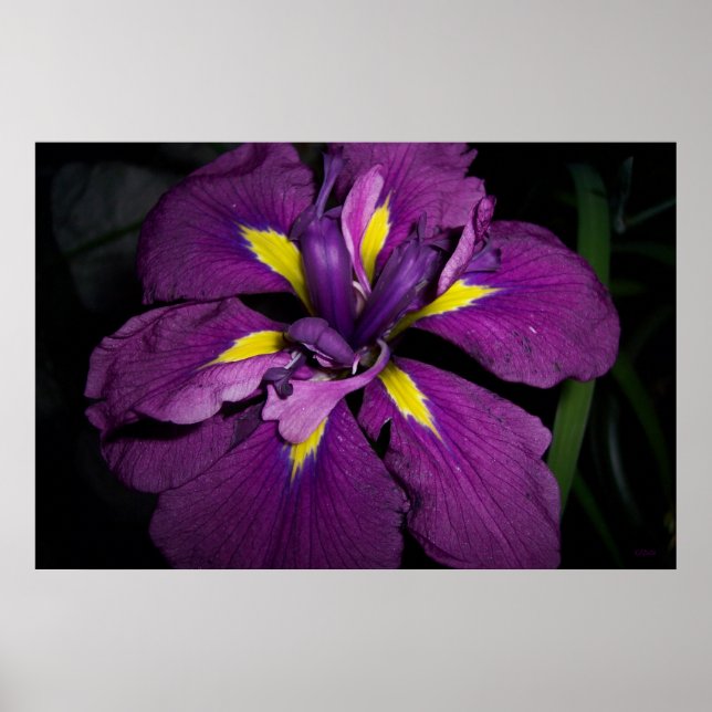 Water Iris 458 Poster (Front)