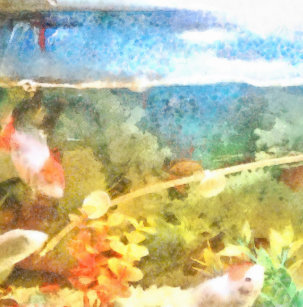 aquarium pet id tags