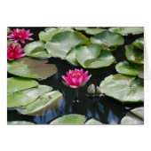 water lilies (Front Horizontal)