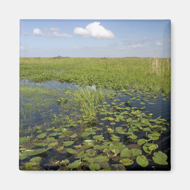 Water lilies and sawgrass in Florida everglades Magnet (Front)