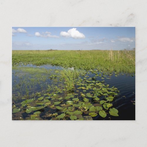 Water lilies and sawgrass in Florida everglades Postcard