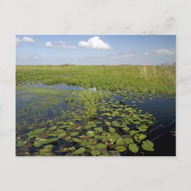 Water lilies and sawgrass in Florida everglades Postcard (Front)