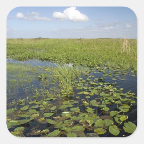 Water lilies and sawgrass in Florida everglades Square Sticker
