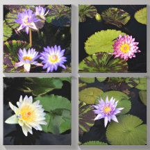 Water Lilies