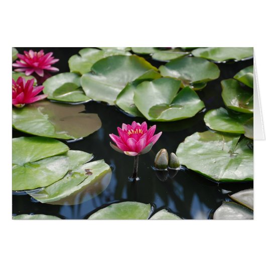 water lilies cards (Front Horizontal)
