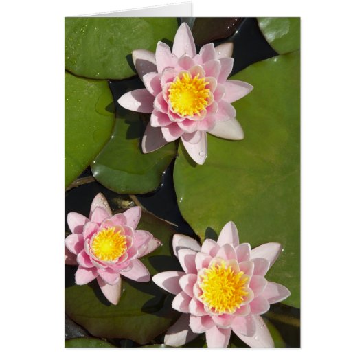 Water lilies cards (Front)
