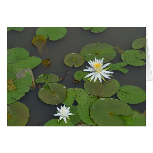 Water Lilies Cards (Front Horizontal)