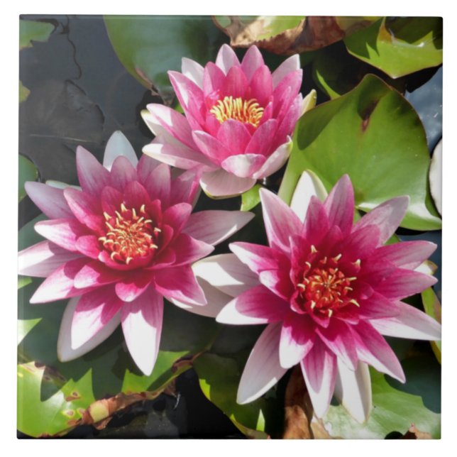 Water Lilies in bloom Ceramic Tile (Front)