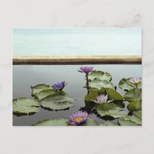 Water lilies in pond by ocean postcard