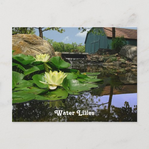 Water Lilies In Pond Postcard