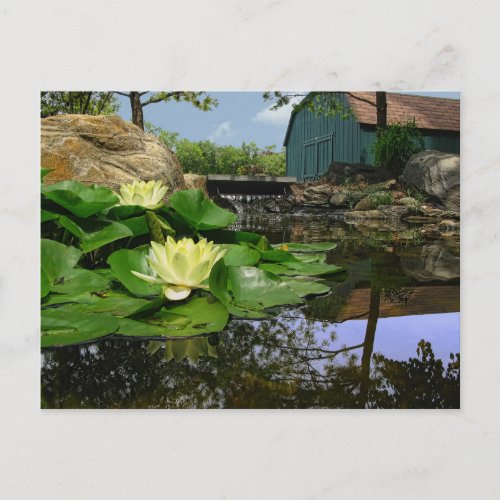 Water Lilies in Pond Postcard
