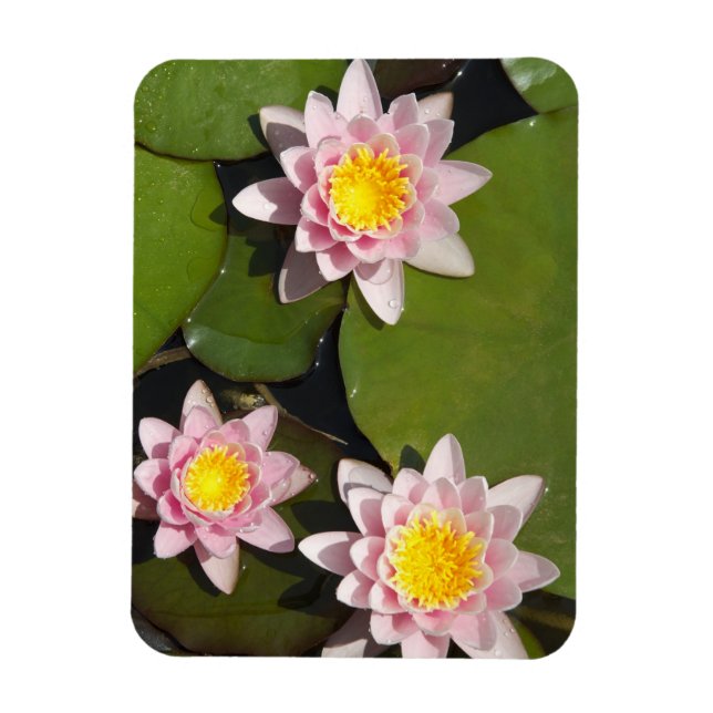 Water lilies magnet (Vertical)