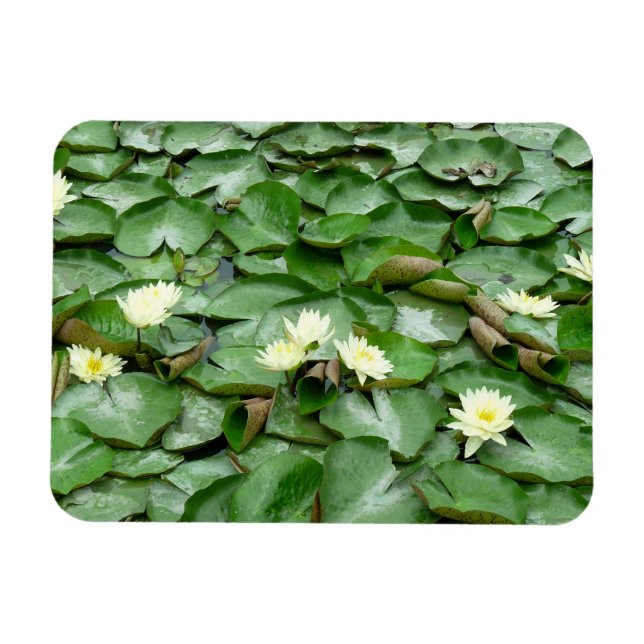 Water Lilies Magnet (Horizontal)