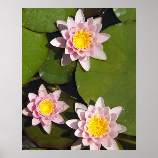 Water lilies poster (Front)
