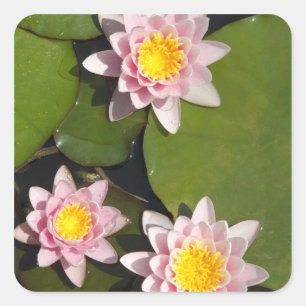 Water lilies square sticker
