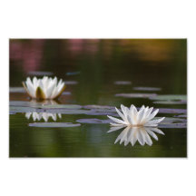Water lilies white