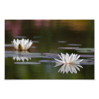Water lilies white photo print