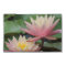 Water Lilies