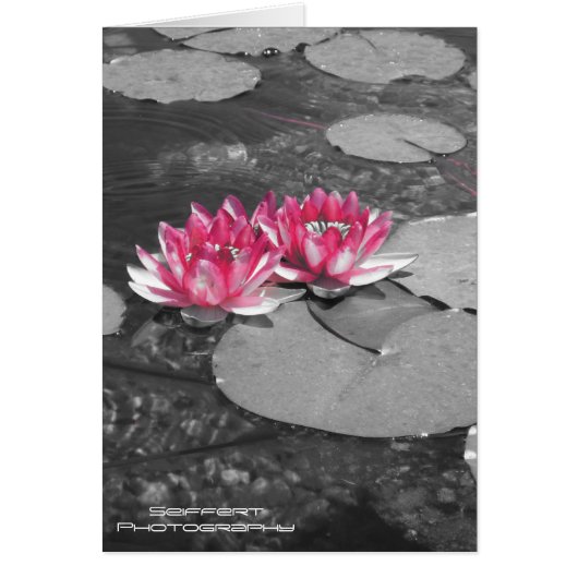 water lillies cards (Front)