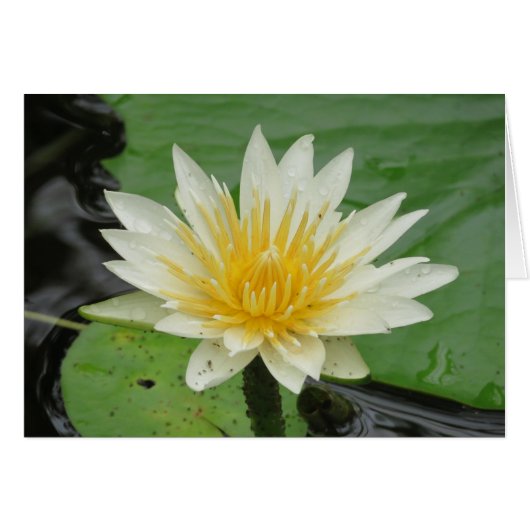 Water Lilly (Front Horizontal)