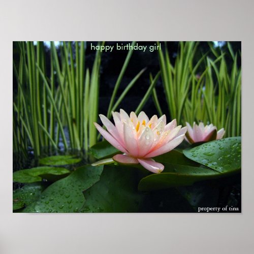 Water lilly after rain poster