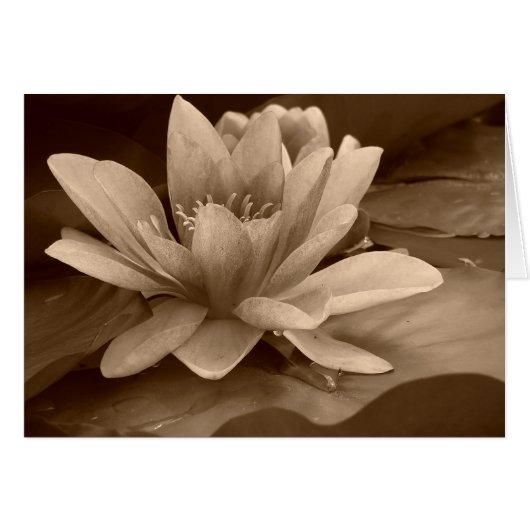 Water Lilly Card (Front Horizontal)