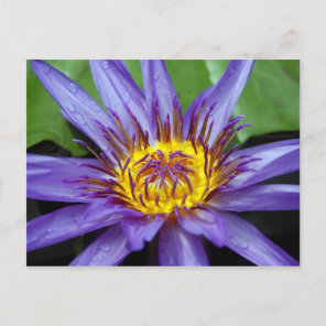 Water lilly card