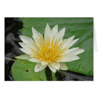 Water Lilly Cards