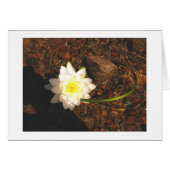 Water Lilly Cards (Front Horizontal)