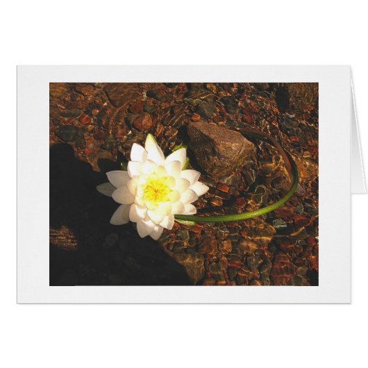 Water Lilly Cards (Front Horizontal)