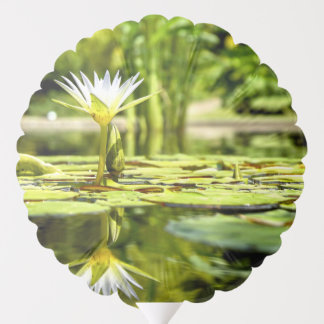 Water Lilly in Botanical Garden Balloon