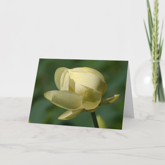 Water Lilly Lotus Card (Front)