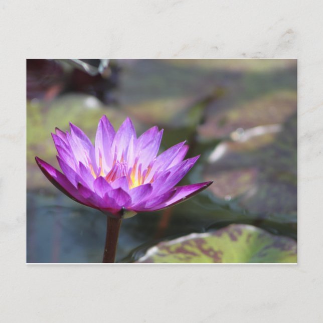 Water Lilly Postcard (Front)