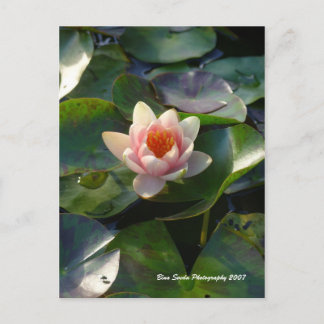 Water Lilly Postcard