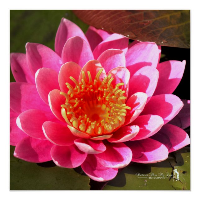 Water Lilly Poster (Front)