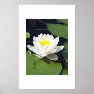 Water Lilly Poster
