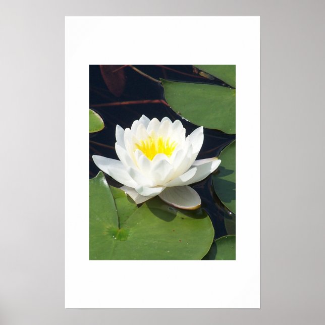 Water Lilly Poster (Front)
