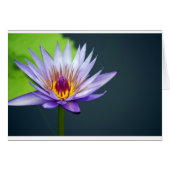 Water Lily (Front Horizontal)