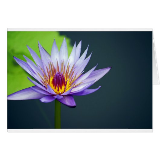 Water Lily (Front Horizontal)
