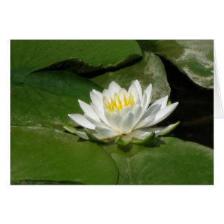 Water Lily