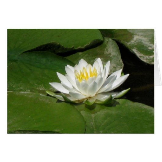 Water Lily (Front Horizontal)