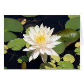 Water Lily (Front Horizontal)