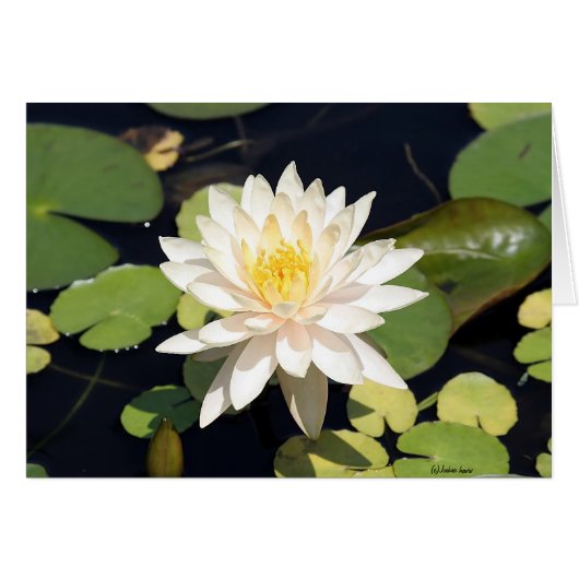 Water Lily (Front Horizontal)