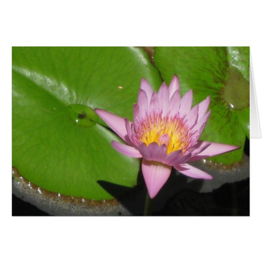 Water Lily (Front Horizontal)