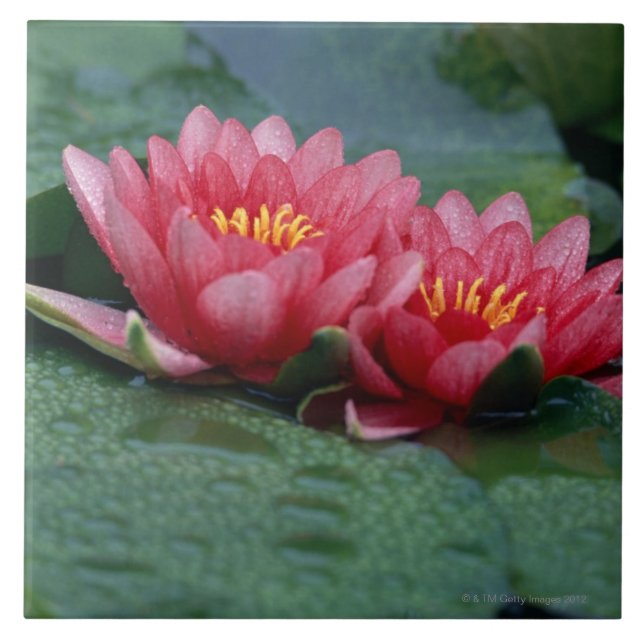 Water Lily 2 Ceramic Tile (Front)