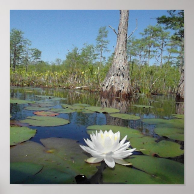 Water Lily 2 Poster (Front)