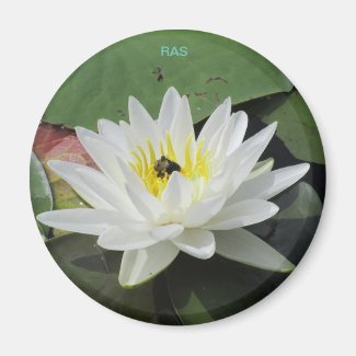 Water Lily and Bee Magnet