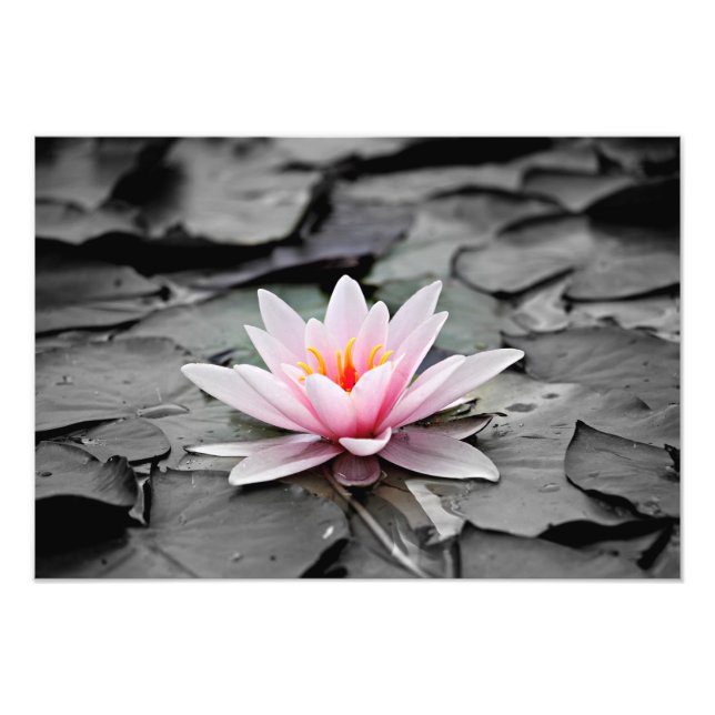 Water Lily Aquatic Plant Photo Poster (Front)