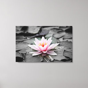 Water Lily Aquatic Plant Stretched Canvas Print