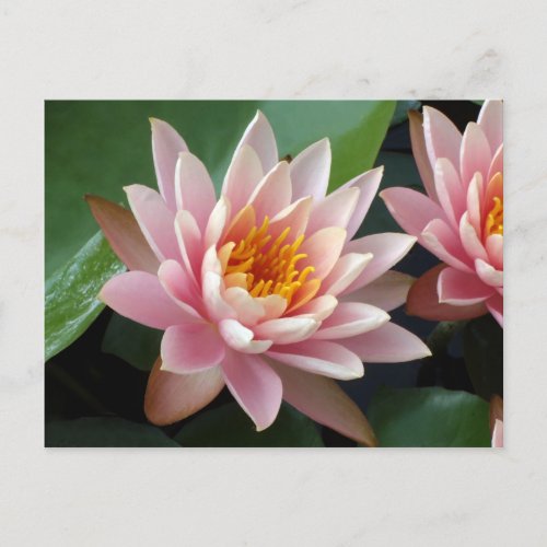 Water Lily Beauty Announcement Postcard